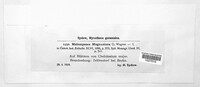 Melampsora magnusiana image